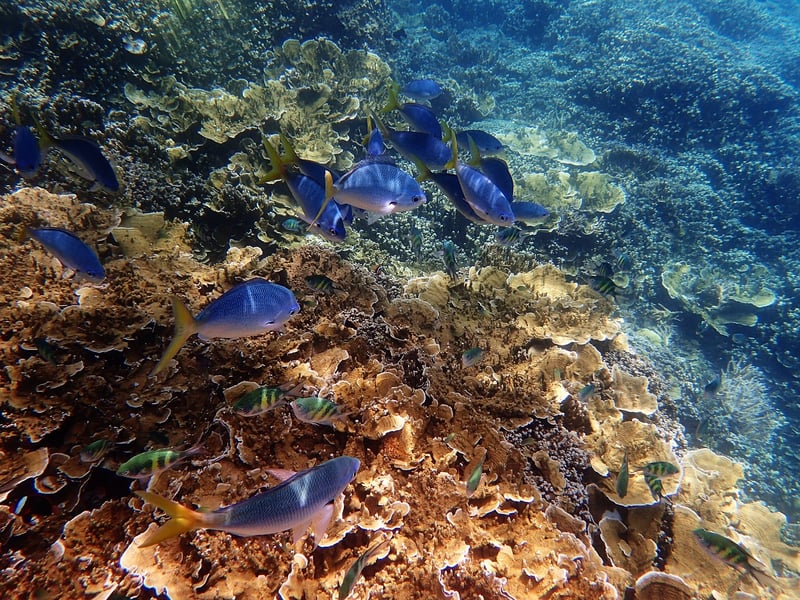 Scuba Diving in the Great Barrier Reef